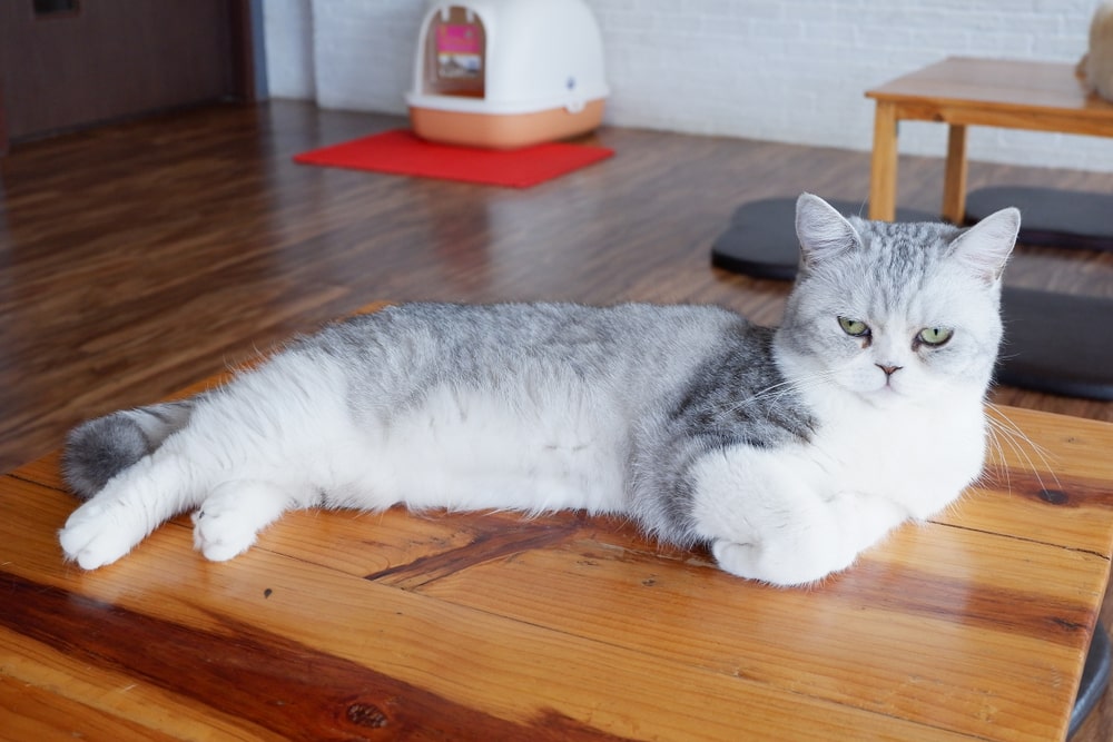 22年版 青森でおすすめの猫カフェ8選 あなたに合う猫カフェが見つかる 猫カフェナビ