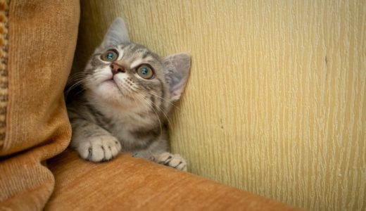 21年版 新宿でおすすめの猫カフェ7選 料金 口コミを調査 猫カフェナビ
