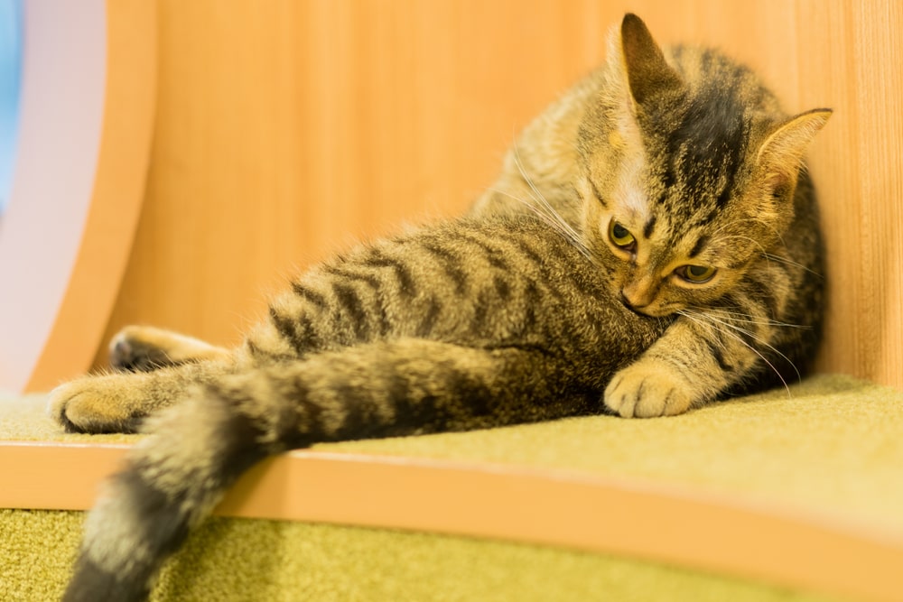 21年版 八王子でおすすめの猫カフェ3選 可愛い猫たくさん 猫カフェナビ
