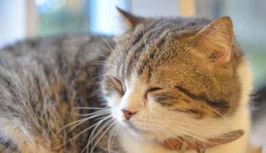 21年版 栃木県でおすすめの猫カフェ5選 猫に会えるカフェ1選 猫カフェナビ