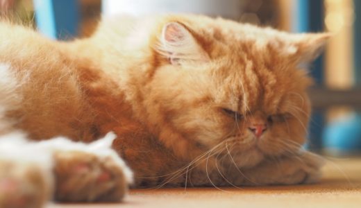 21年版 高田馬場でおすすめの猫カフェ 可愛い猫に会える 猫カフェナビ