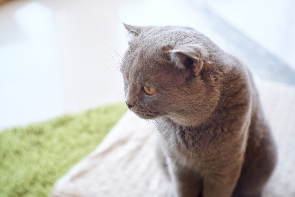 21年版 山形県でおすすめの猫カフェ3選 全店舗紹介 猫カフェナビ