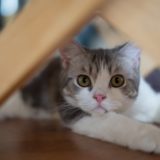 【2022年版】仙台でおすすめの猫カフェ4選【かわいい猫画像あり】