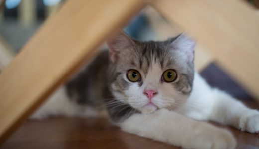 21年版 新宿でおすすめの猫カフェ7選 料金 口コミを調査 猫カフェナビ
