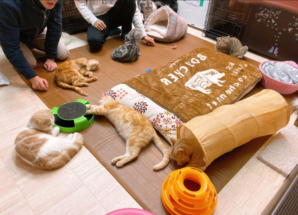 21年版 調布でおすすめの猫カフェ2選 保護猫譲渡 猫カフェナビ