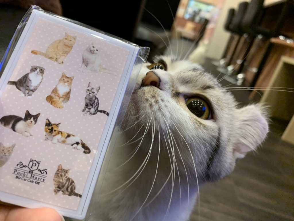 22年版 石川でおすすめの猫カフェ5選 猫に会えるカフェ2選 猫カフェナビ
