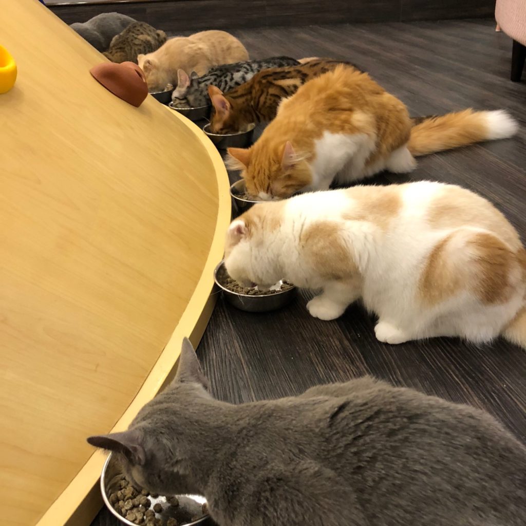21年版 石川でおすすめの猫カフェ5選 猫に会えるカフェ2選 猫カフェナビ