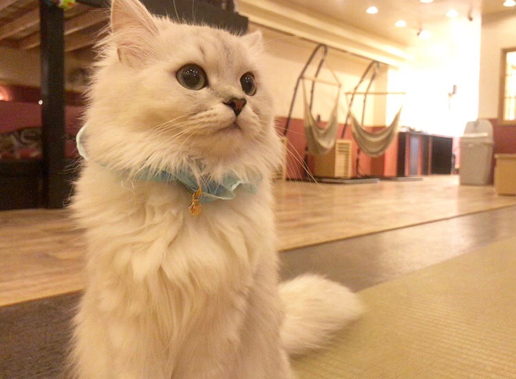 21年版 仙台 宮城 でおすすめの猫カフェ4選 かわいい猫画像あり 猫カフェナビ