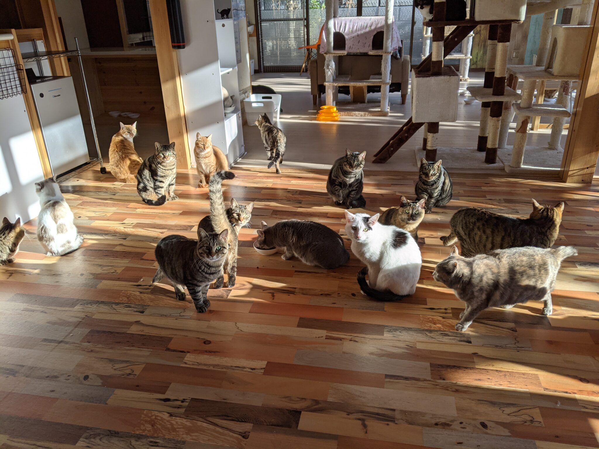 【2024年版】岐阜でおすすめの猫カフェ11選、猫に会えるカフェ 猫カフェナビ 【2024年版】岐阜でおすすめの猫カフェ11選、猫に会えるカフェ 猫カフェナビ