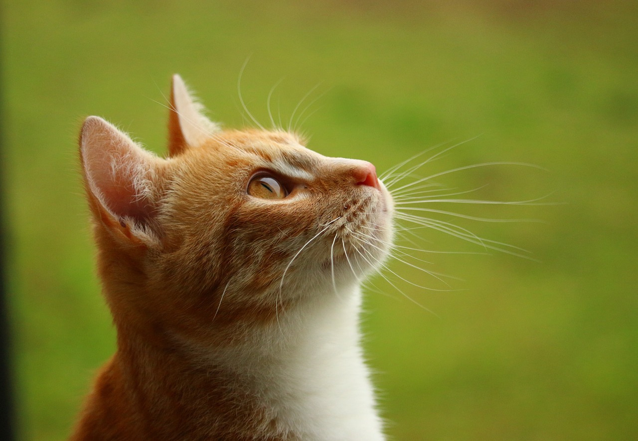 21年版 大分県でおすすめの猫カフェ6選 猫カフェナビ