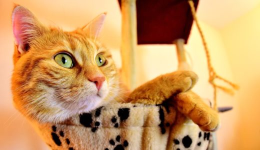 21年版 徳島でおすすめの猫カフェ4選 猫まみれになりたい方必見 猫カフェナビ