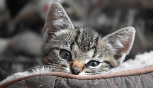 21年版 群馬県でおすすめの猫カフェ4選 猫ジェットコースターあり 猫カフェナビ