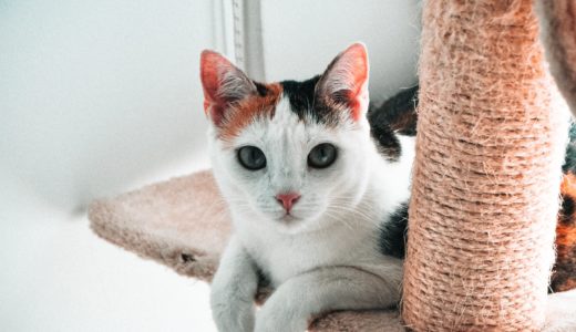 21年版 石川でおすすめの猫カフェ5選 猫に会えるカフェ2選 猫カフェナビ