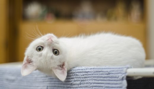 21年版 石川でおすすめの猫カフェ5選 猫に会えるカフェ2選 猫カフェナビ