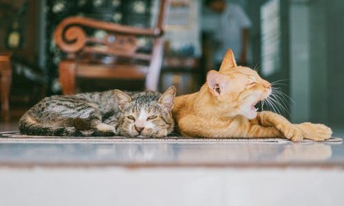 21年版 鳥取県でおすすめの猫カフェ3選 猫カフェナビ