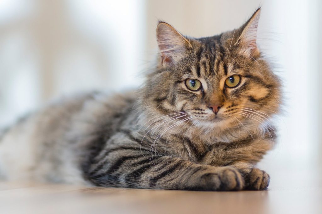 22年版 香川県でおすすめの猫カフェ4選 猫カフェナビ