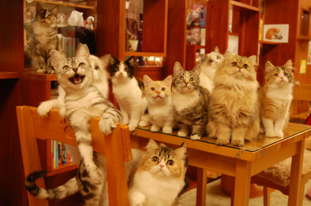 21年版 千葉県でおすすめの猫カフェ17選 かわいい猫がたくさん 猫カフェナビ