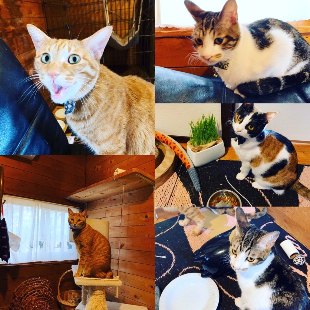 21年版 長崎県でおすすめの猫カフェ3選 猫カフェナビ