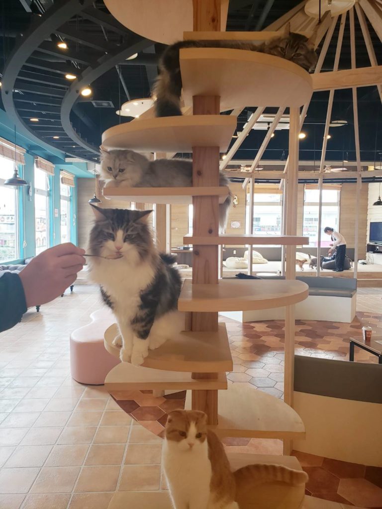 ぷちまりー沖縄北谷店の猫