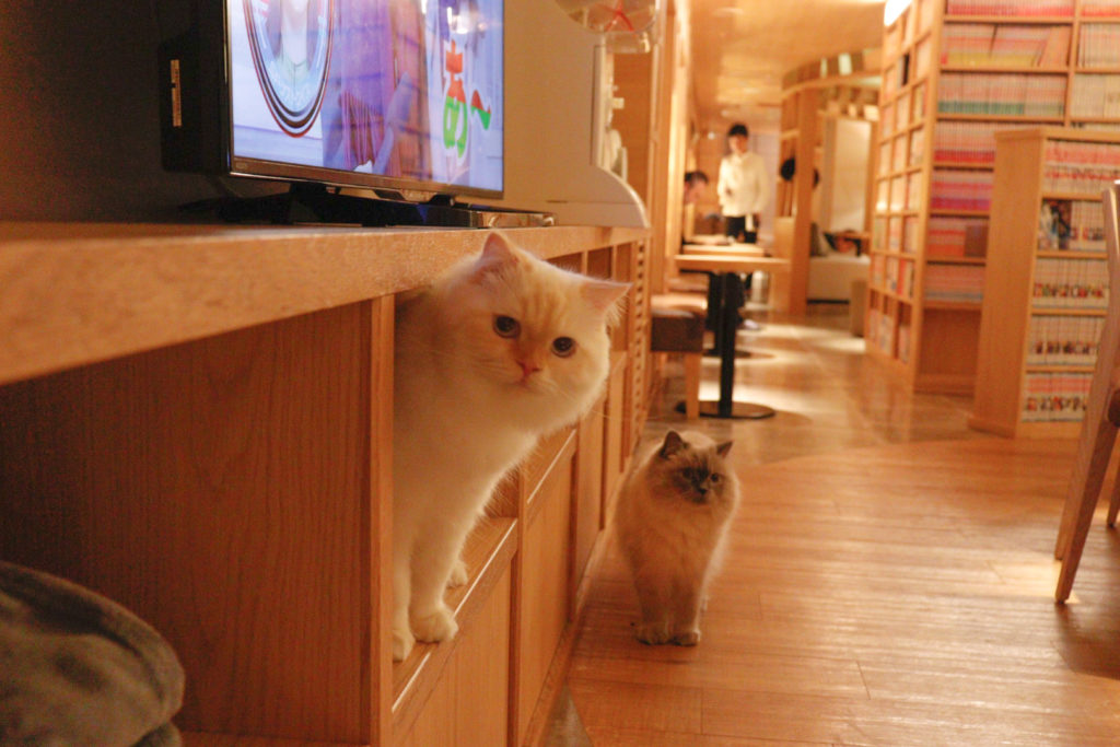 猫カフェモカラウンジ新宿店の店内