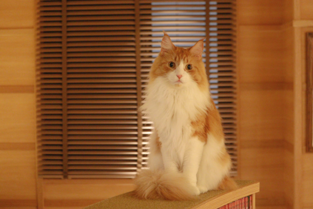 猫カフェモカラウンジ新宿店の猫