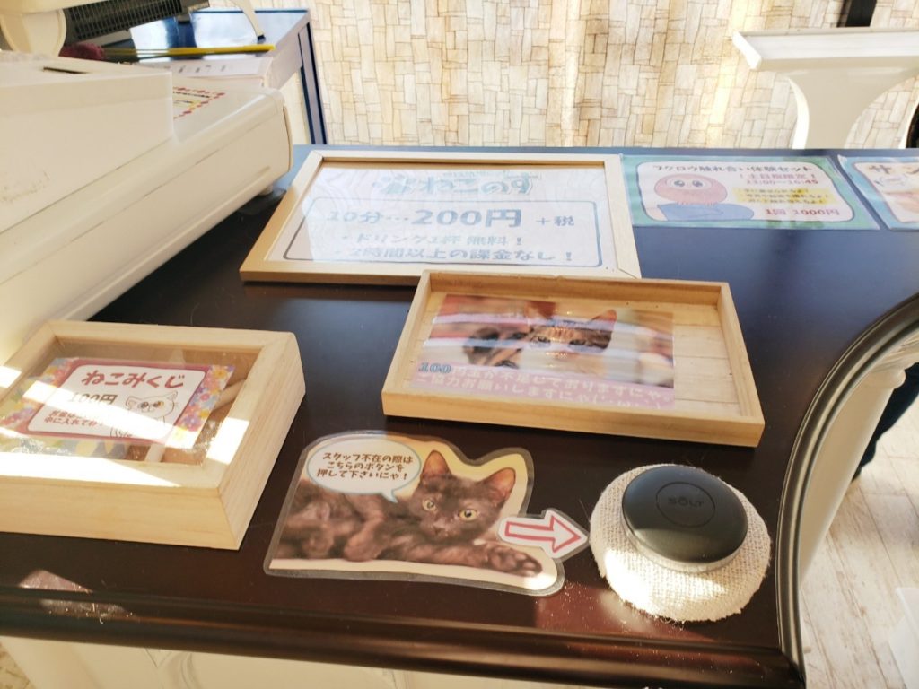 21年版 猫カフェねこのす千葉東金店体験レポート 動物カフェ 猫カフェナビ