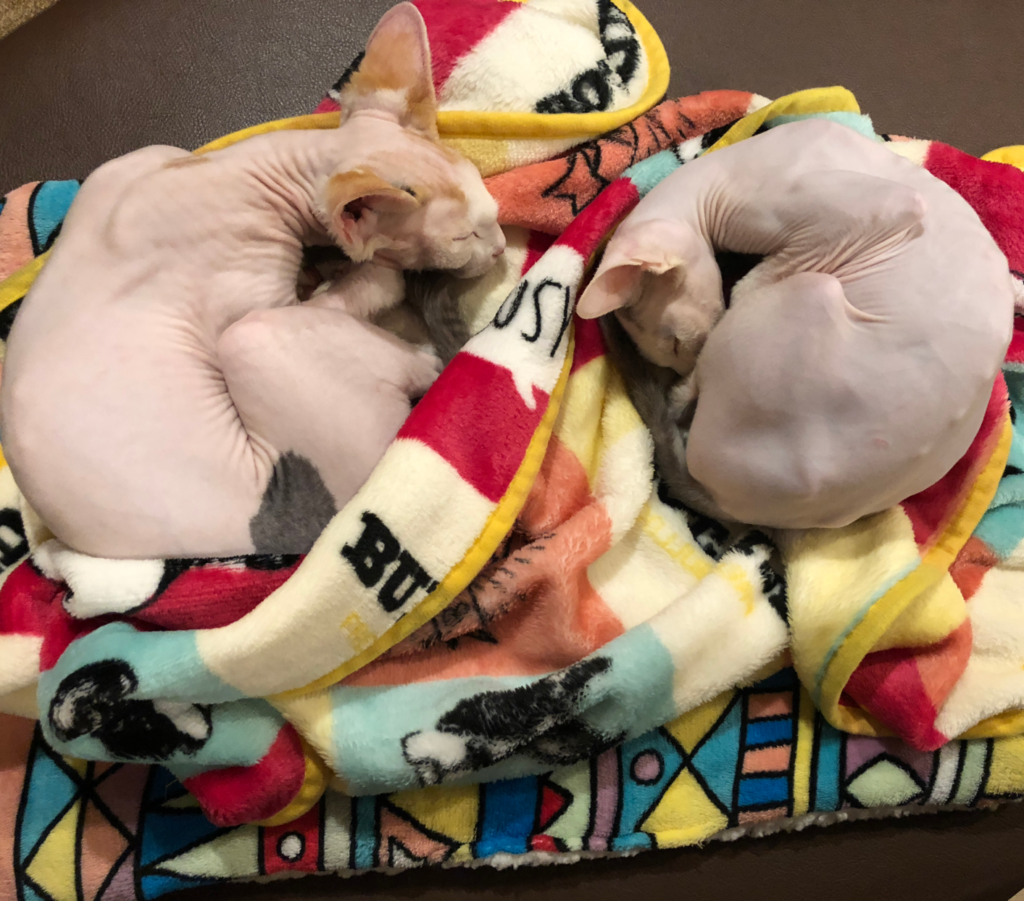 22年版 新宿でおすすめの猫カフェ7選 料金 口コミを調査 猫カフェナビ