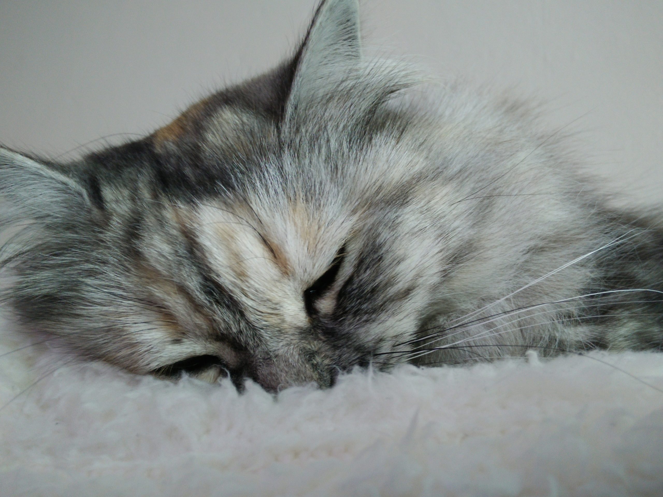 21年版 宮崎県でおすすめの猫カフェ6選 全国で人気のおしゃれ猫カフェがオープン 猫カフェナビ