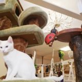 【2022年版】猫カフェねこのす千葉東金店体験レポート！【動物カフェ】