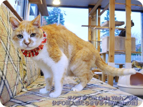 21年版 北海道でおすすめの猫カフェ11選 函館 帯広 小樽 旭川 猫カフェナビ