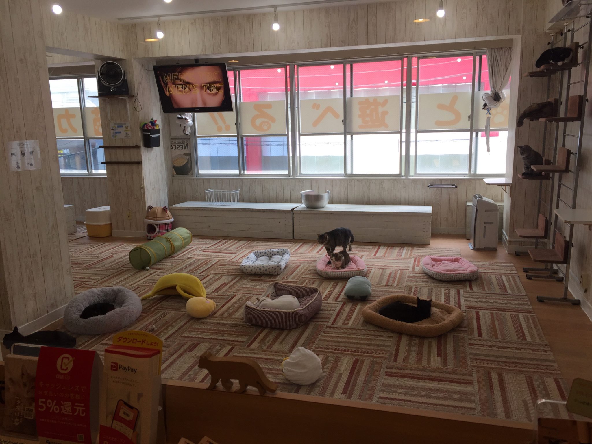 【2024年版】猫カフェれおん横浜店の体験レポート! 猫カフェナビ 【2024年版】猫カフェれおん横浜店の体験レポート! 猫カフェナビ