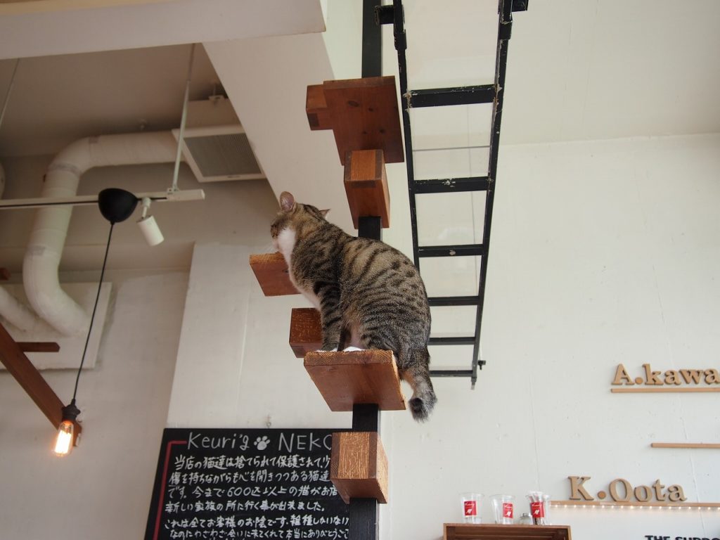 猫カフェ キューリグ ロフト天神店の店内