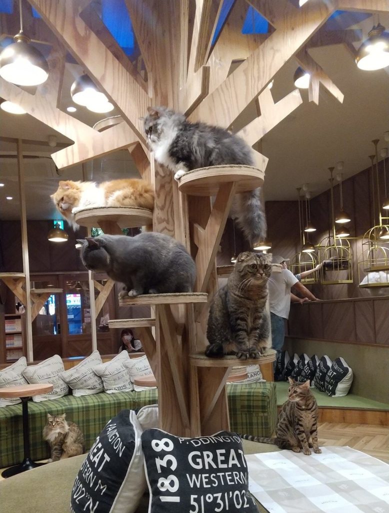猫カフェモカ 大阪心斎橋店の店内
