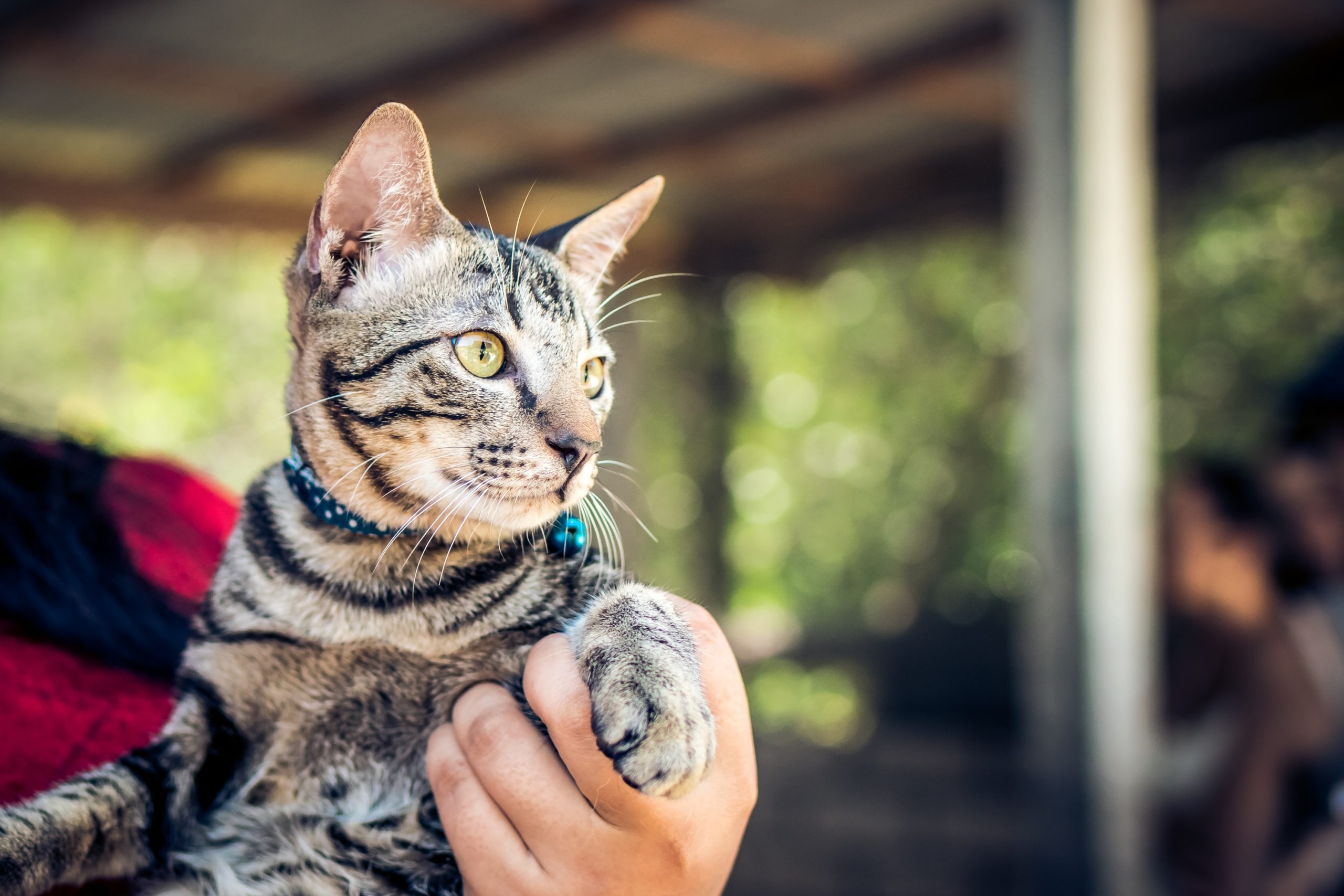 22年版 京都でおすすめの猫カフェ13選 看板猫に会えるカフェ2選 猫カフェナビ