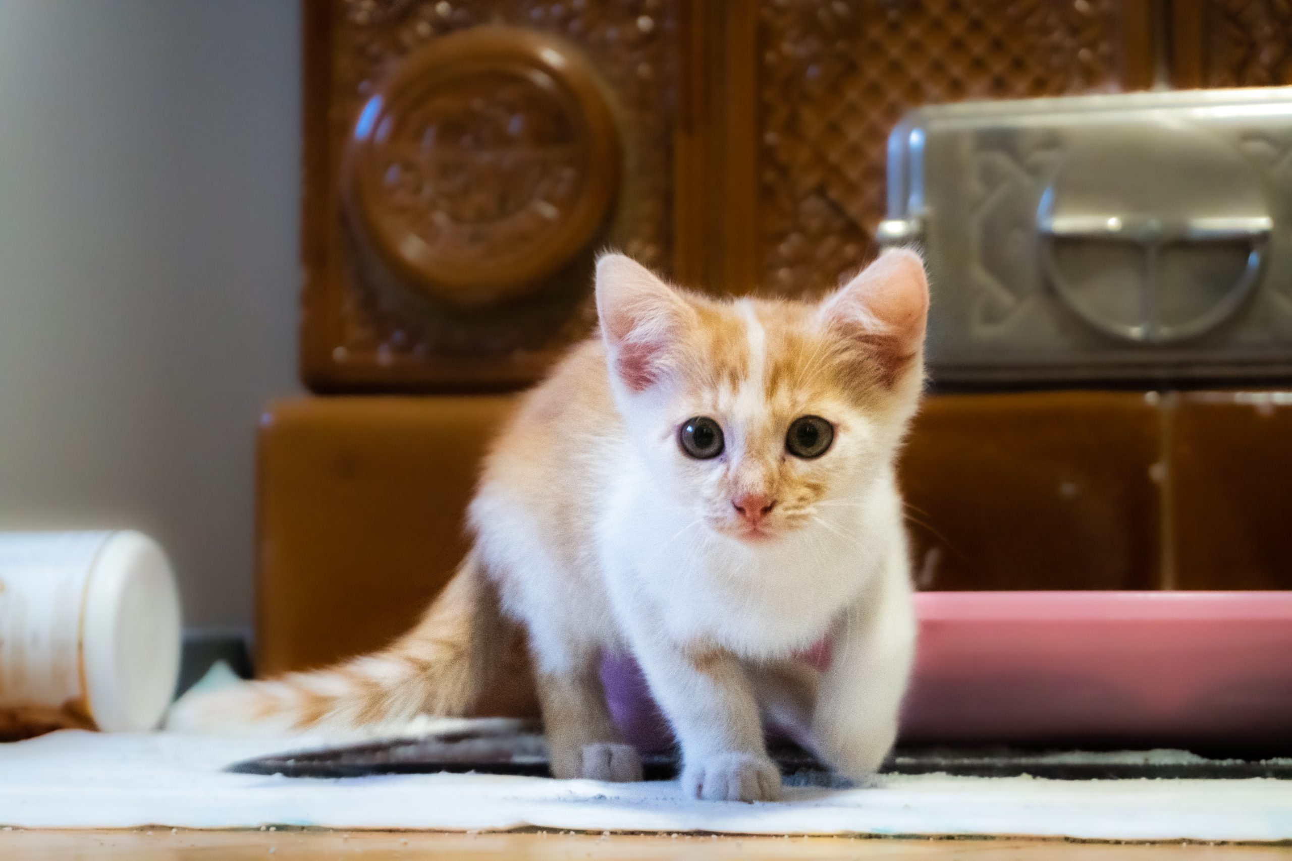 2023年版】横浜でおすすめの猫カフェ16選 | 猫カフェナビ