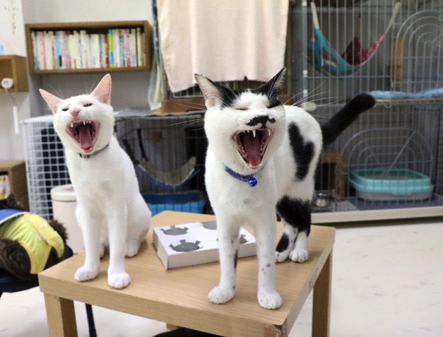 21年版 名古屋でおすすめの猫カフェ15選 猫カフェナビ
