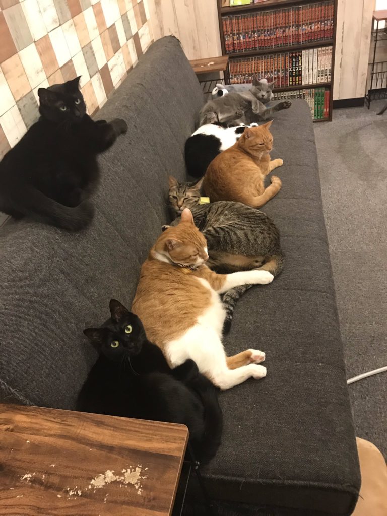 猫カフェ ぶぅたんの店内