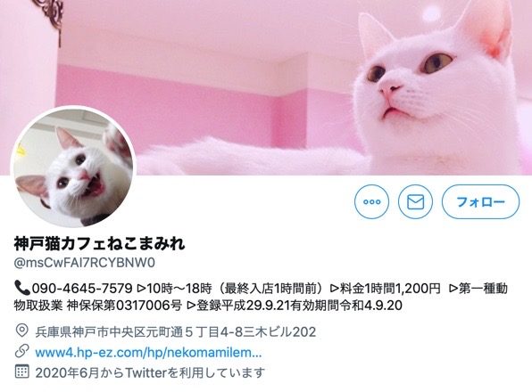 21年版 神戸でおすすめの猫カフェ10選 猫カフェナビ