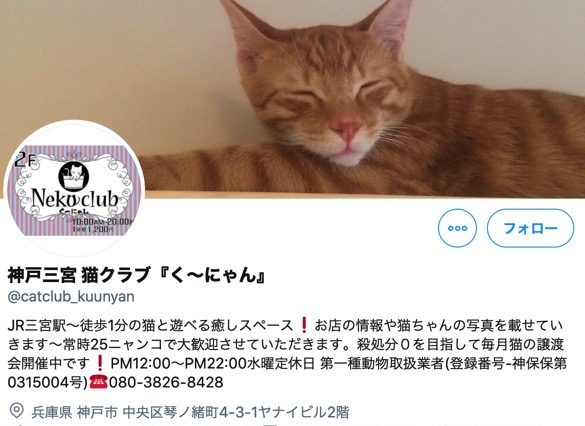 22年版 神戸でおすすめの猫カフェ10選 可愛い猫たくさん 猫カフェナビ