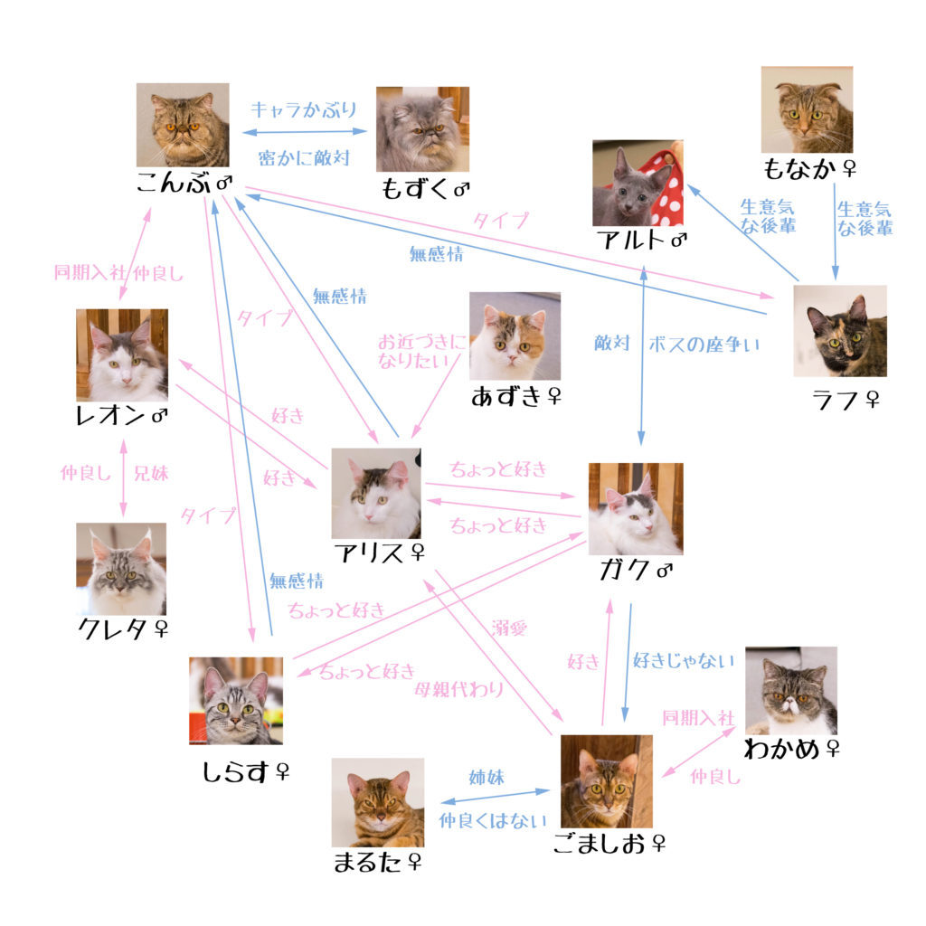 21年版 梅田でおすすめの猫カフェ9選 猫カフェナビ