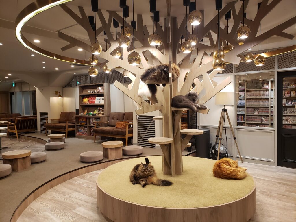 最新版】猫カフェモカ渋谷公園通り店体験レポート！ | 猫カフェナビ