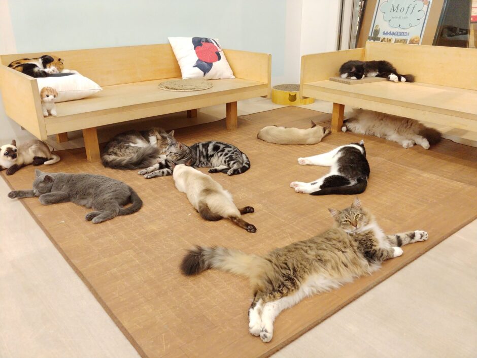【2021年版】茨城県でおすすめの猫カフェ6選【かわいい猫がたくさん！】 猫カフェナビ