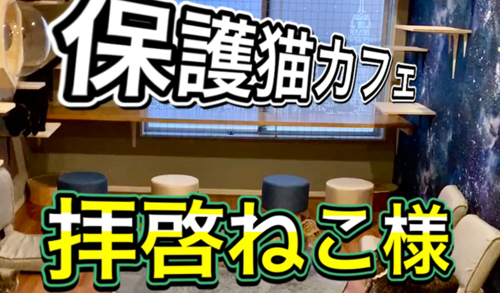 22年版 高円寺でおすすめの猫カフェ2選 保護猫カフェ 猫カフェナビ