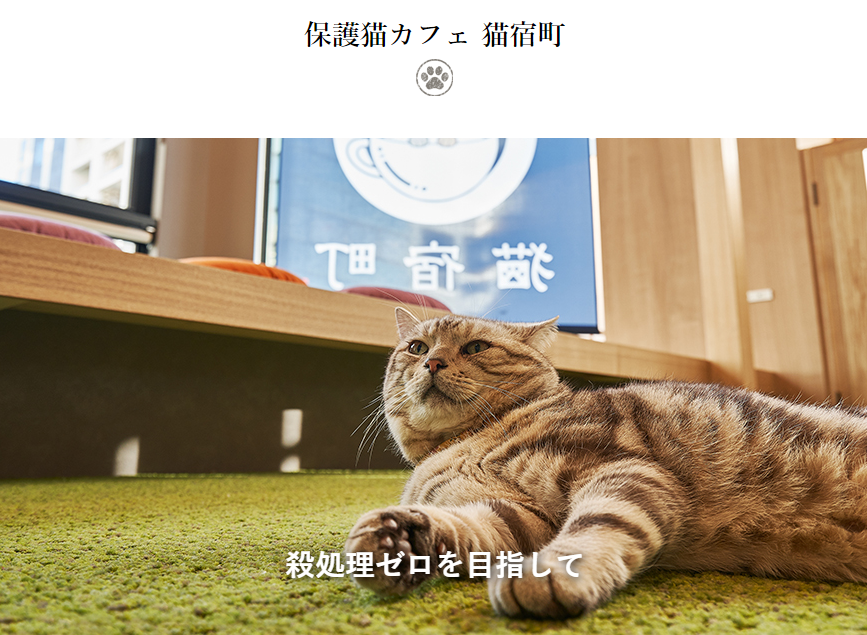 22年版 静岡県でおすすめの猫カフェ14選 お子様と一緒に 猫カフェナビ