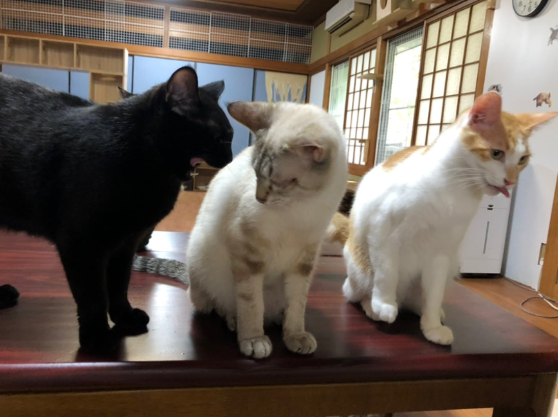 21年版 徳島でおすすめの猫カフェ4選 猫まみれになりたい方必見 猫カフェナビ