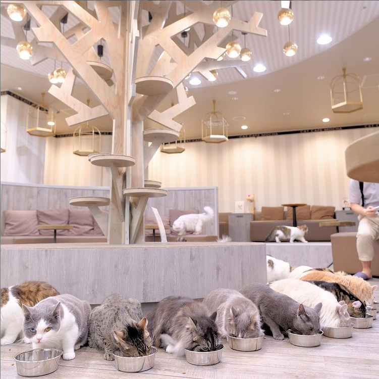 21年版 立川でおすすめの猫カフェ Mocha モカ 立川店 をご紹介 猫カフェナビ