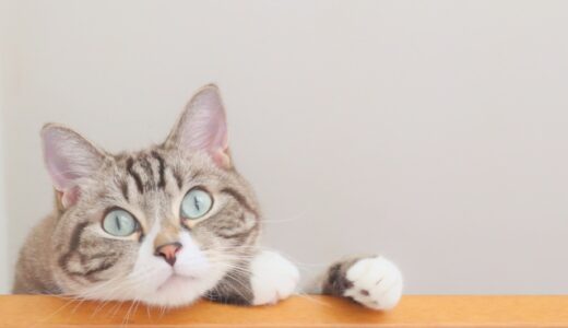 保護猫カフェってどんなところ？【猫カフェとの違いは？】