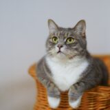 【2022年版】埼玉県でおすすめの猫カフェ22選【新店多数！】