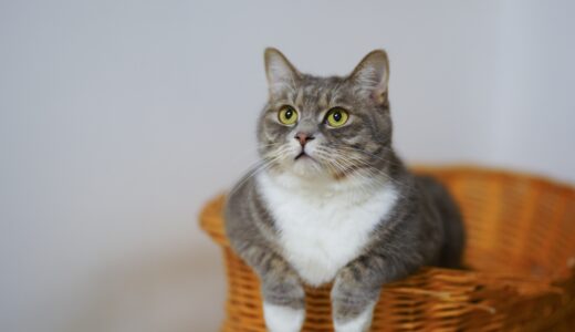 21年版 島根県でおすすめの猫カフェ 猫カフェナビ