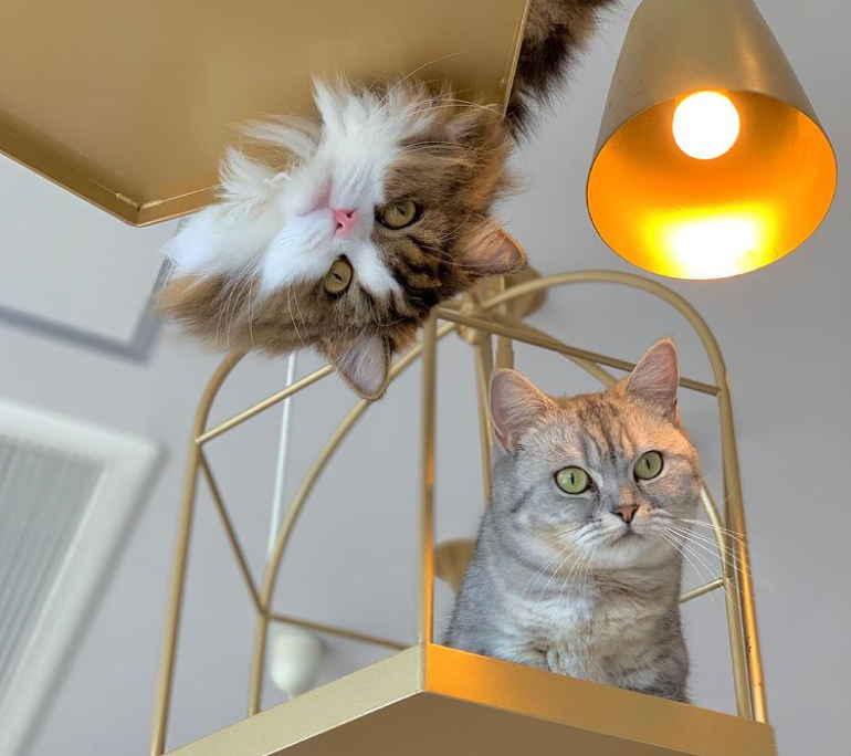 22年版 原宿でおすすめの 猫カフェモカ原宿店 をご紹介 猫カフェナビ